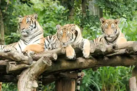 4. Νυχτερινό σαφάρι Chiang Mai