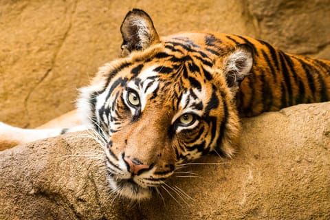 Zoo Santo Inácio