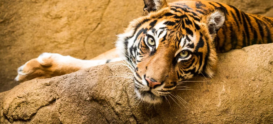 Zoo Santo Inácio