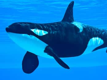 Passeios e Ingressos para a Sea World Gold Coast