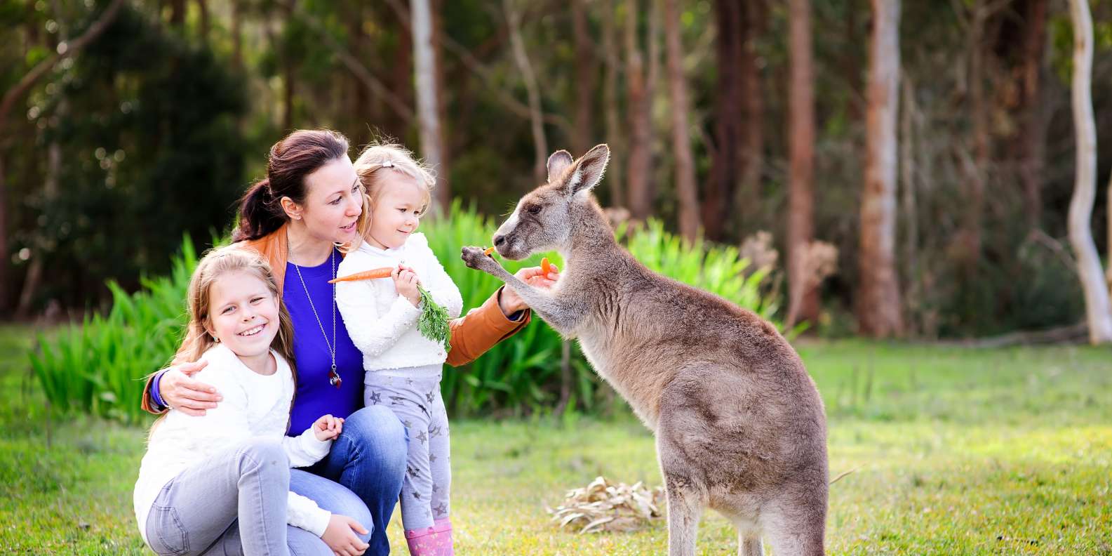 australia zoo tours from sunshine coast