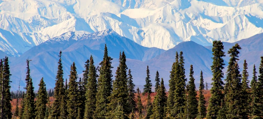 Top Park Narodowy Denali Atrakcje Letnie Darmowa Rezygnacja