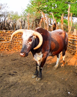 Shakaland