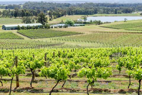 The BEST Pokolbin Wine tasting & winery tours 2024 - FREE Cancellation ...