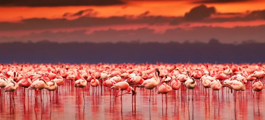 Lake Nakuru