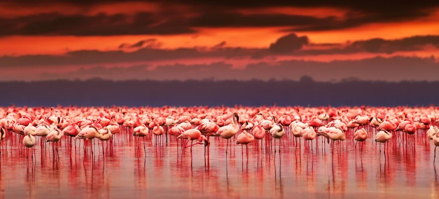Jezioro Nakuru
