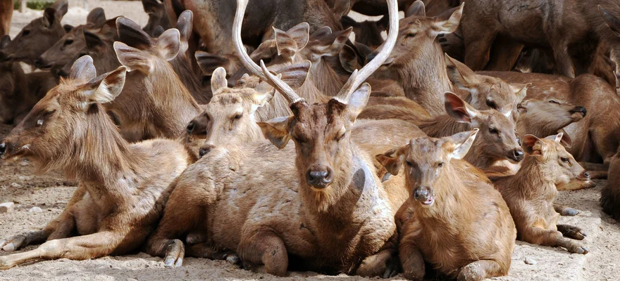 Deer Park, New Delhi