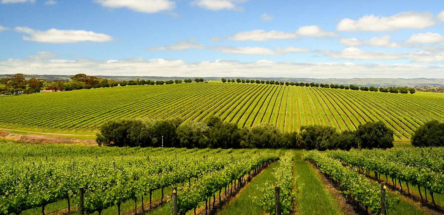 The BEST McLaren Vale For adults 2024 FREE Cancellation GetYourGuide