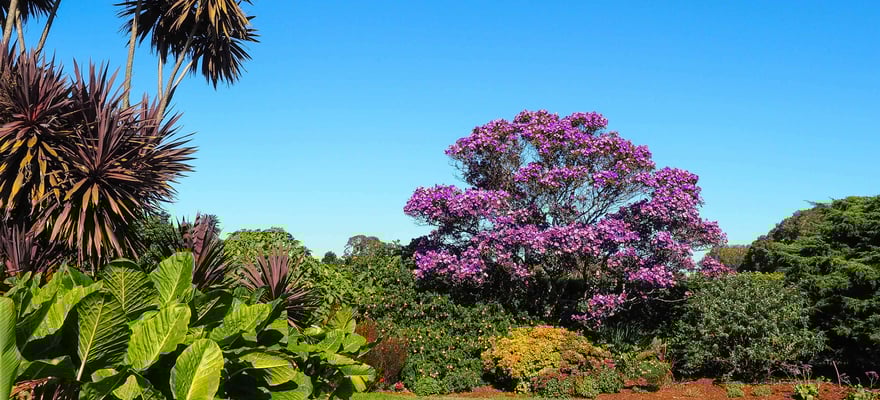 Centennial Park, Sydney