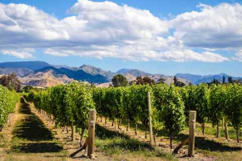 Recommended: Our visit to the Cloudy Bay winery in Marlborough