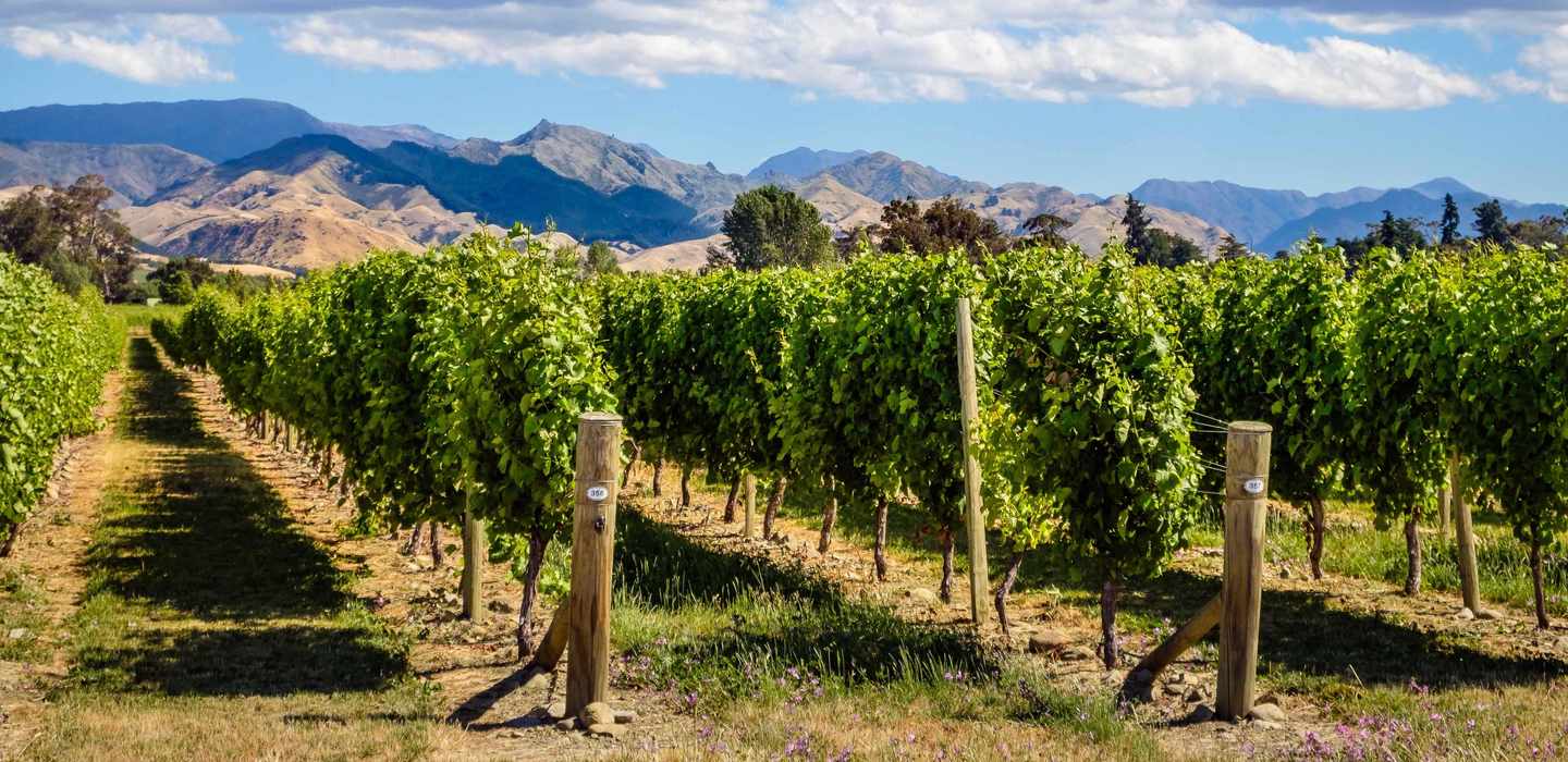 EN İYİ Marlborough, Yeni Zelanda Safariler ve vahşi yaşam aktiviteleri ...