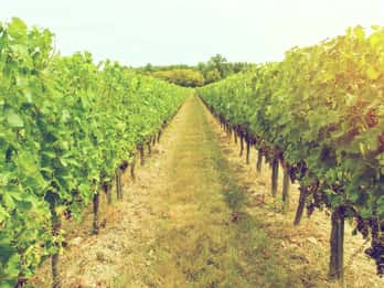 Graves, Bordeaux Tours & Tickets