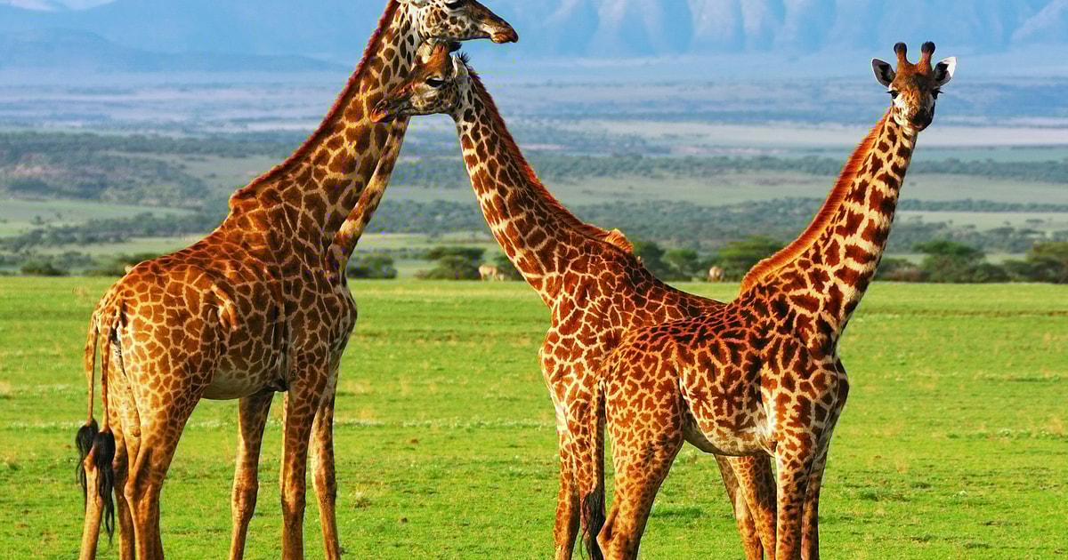 Ngorongoro Conservation Area, Tickets & Eintrittskarten GetYourGuide.de
