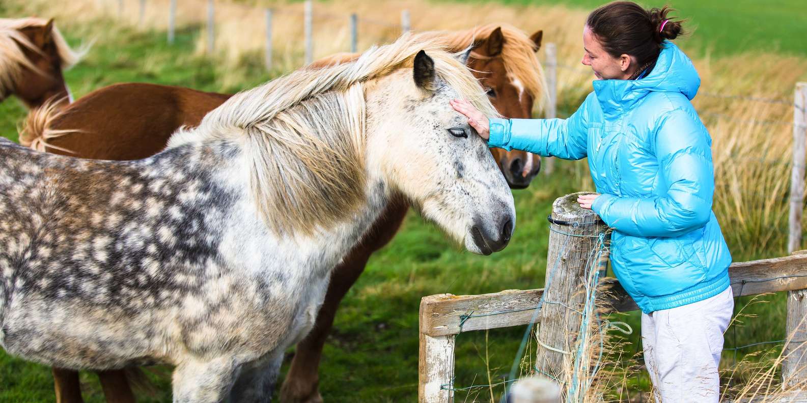 The BEST Reykjavik Family park and Zoo Waterfalls tours 2025 - FREE ...