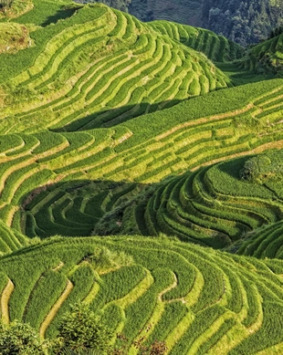 Longsheng Rice Terrace