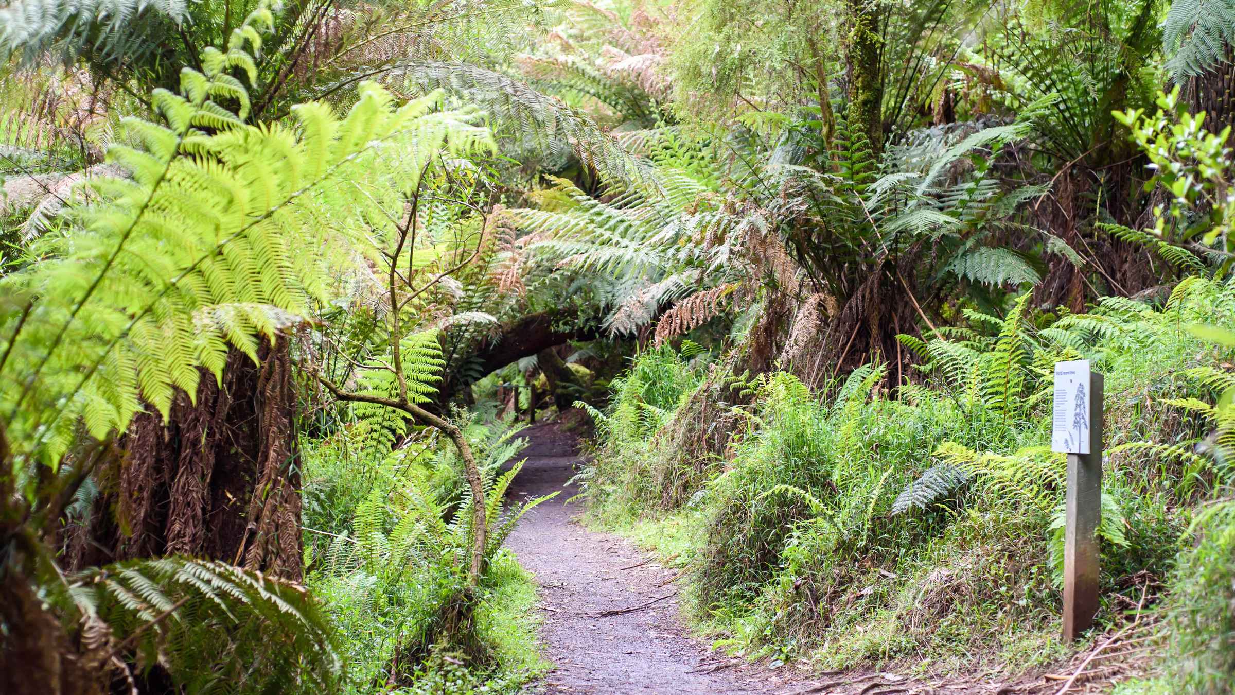 Sherbrooke Forest National Parks | GetYourGuide