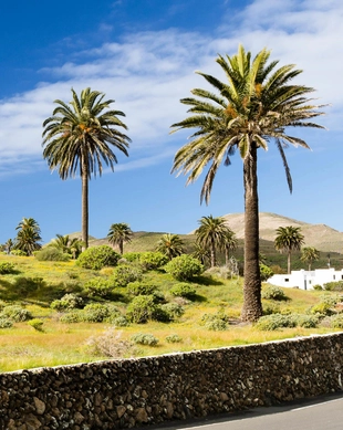 Valle de las Mil Palmeras
