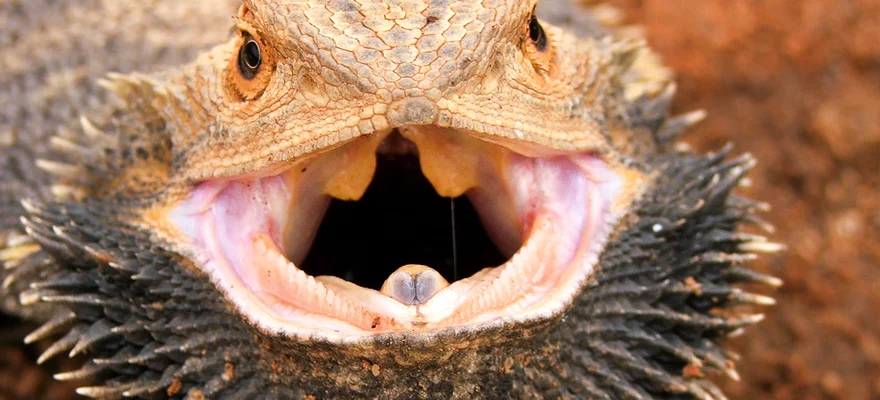 Australian Reptile Park