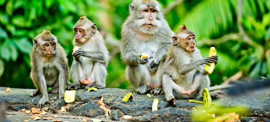 Pusuk Monkey Forest