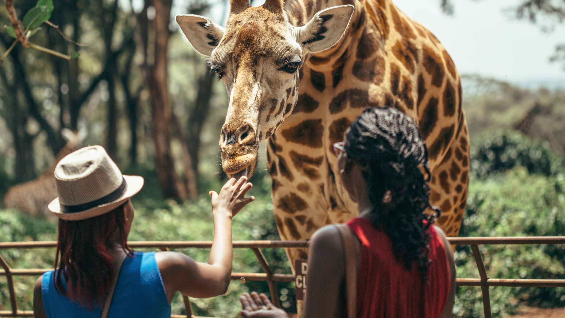 Parque Nacional De Nairobi Nairobi Reserva De Entradas Y Tours