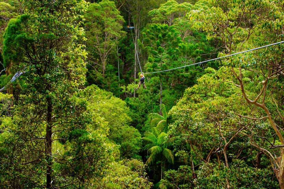 Glow Worm Caves, Tamborine Mountain Book Tickets & Tours GetYourGuide