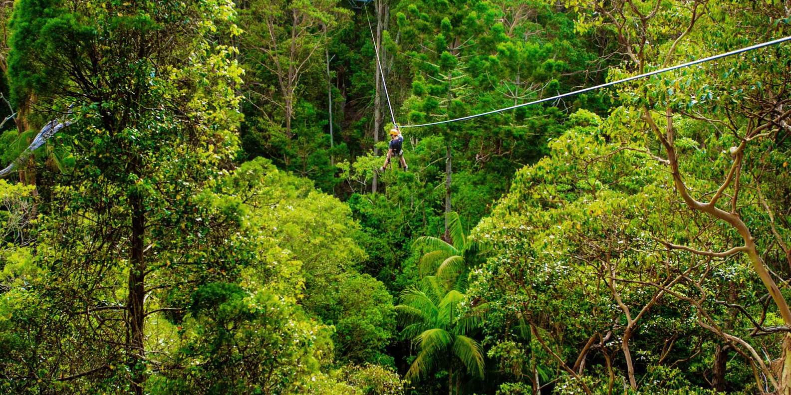 TreeTop Challenge, Tamborine Mountain Tickets & Eintrittskarten