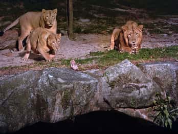 Night Safari, Singapur Touren & Tickets