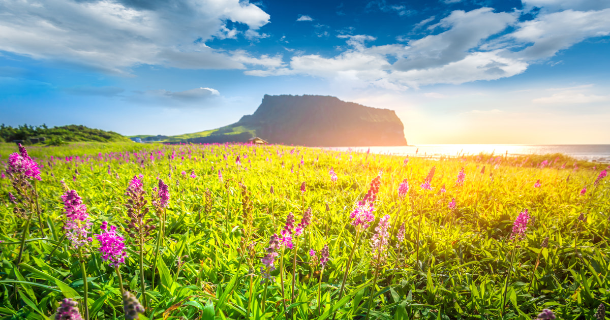 The BEST Jeju Province Tours and Things to Do in 2026 - FREE Cancellation | GetYourGuide The BEST Jeju Province Tours and Things to Do in 2026 - FREE Cancellation | GetYourGuide