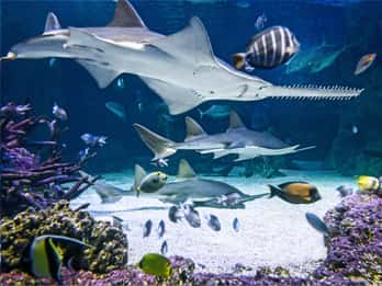 Sydney Aquarium Tours & Tickets