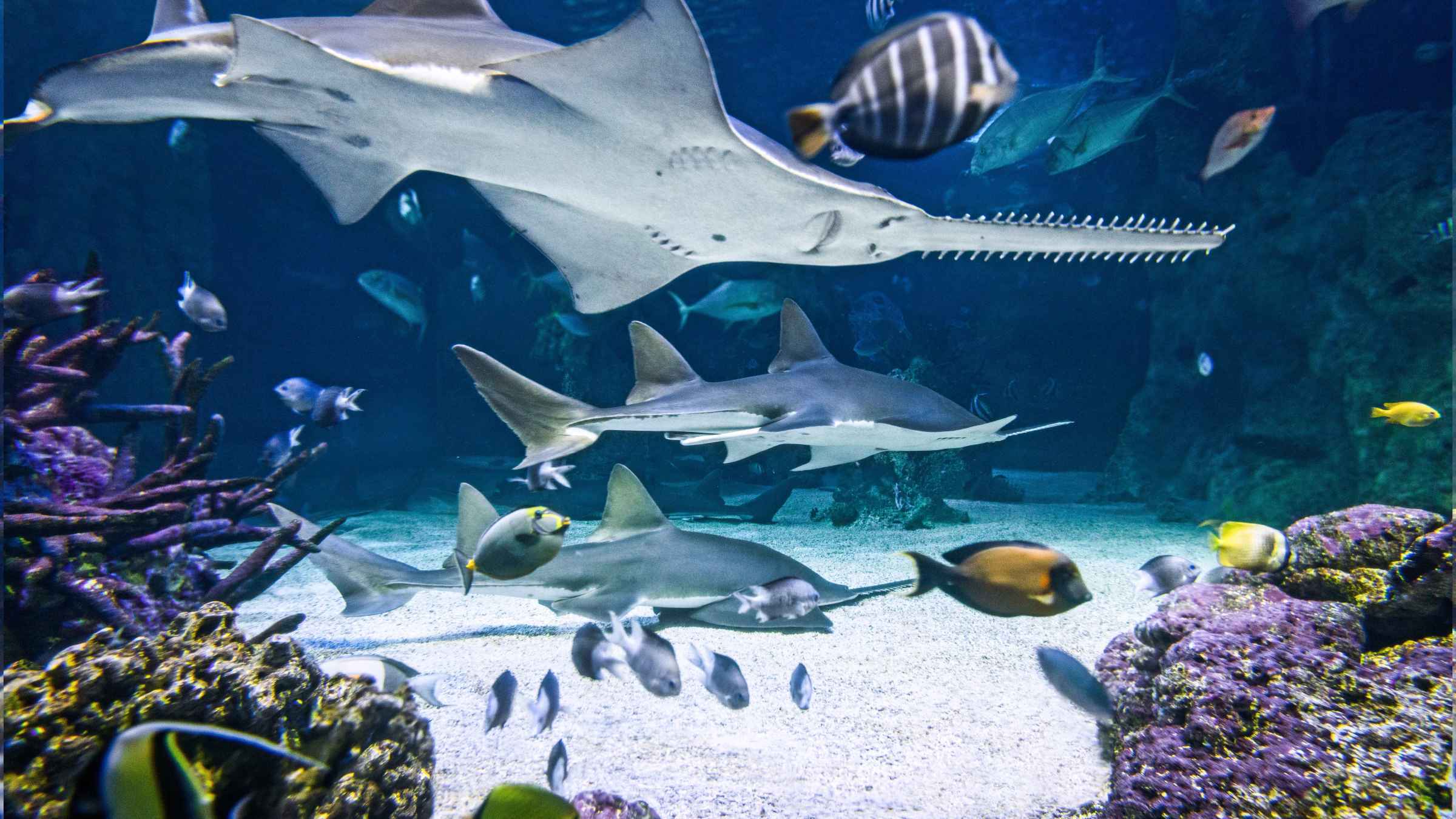 Sea life. Сиднейский аквариум Австралия. Сиднейский аквариум «морская жизнь». Лондонский океанариум акулы. Сиднейский аквариум акулы.