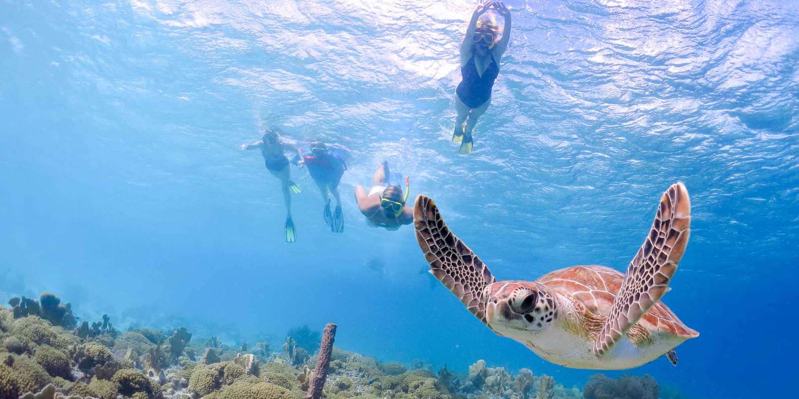 turtle-town-tickets-lahaina-prenotazione-biglietti-getyourguide