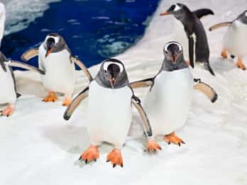 Sea Life Aquarium Auckland Sea Life Aquarium Auckland