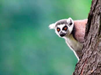 Rondleidingen & Tickets voor Willowbank Wildlife Reserve