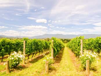 Valle de Yarra: Tours y Entradas