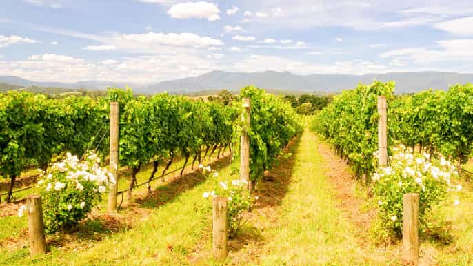 Day trip to the Yarra Valley