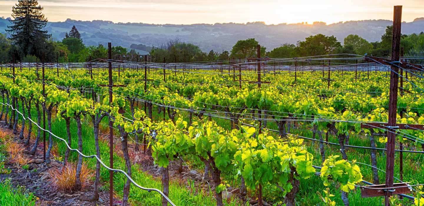 The BEST Wine Country, California Tours 2024 FREE Cancellation