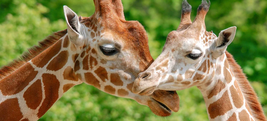 Werribee Open Range Zoo