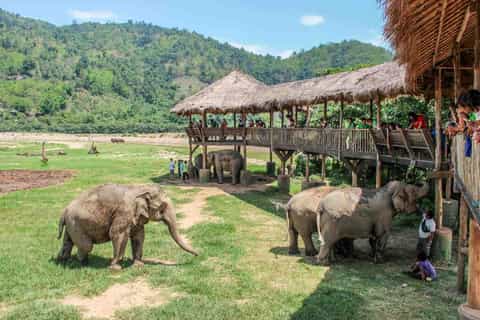 Elephant Nature Park, Chiang Mai