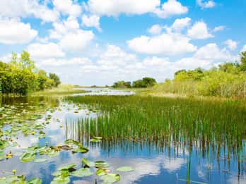 Everglades