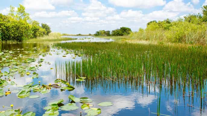 Everglades 2021 Top 10 Tours En Activiteiten Met Foto S Dingen Om Te Doen In Everglades Verenigde Staten Getyourguide