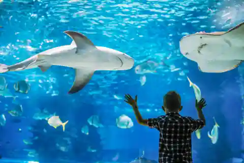7. Acquario SEA LIFE Sydney