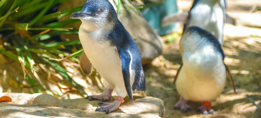 Penguin Island