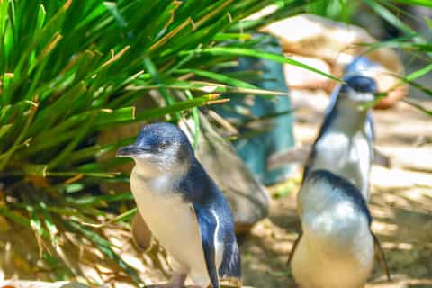 Penguin Island