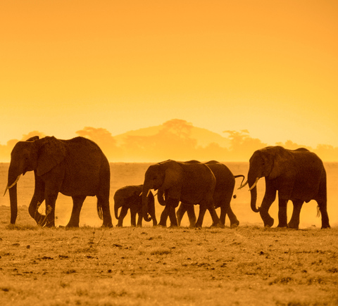 Amboseli National Park, Central Kenya - Book Tickets & Tours | GetYourGuide