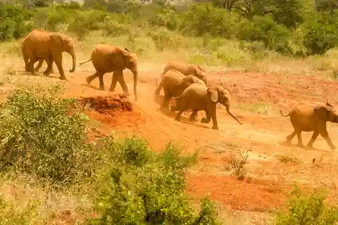 1. David Sheldrick Wildlife Trust