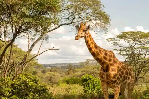 2. Giraffe Centre