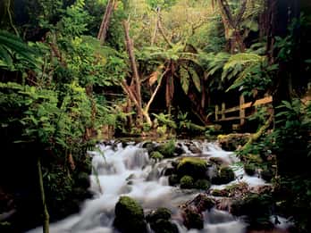 Rainbow Springs Nature Park Tours & Tickets