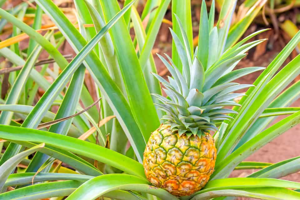 Green World Coffee Farm, Wahiawa Book Tickets & Tours GetYourGuide