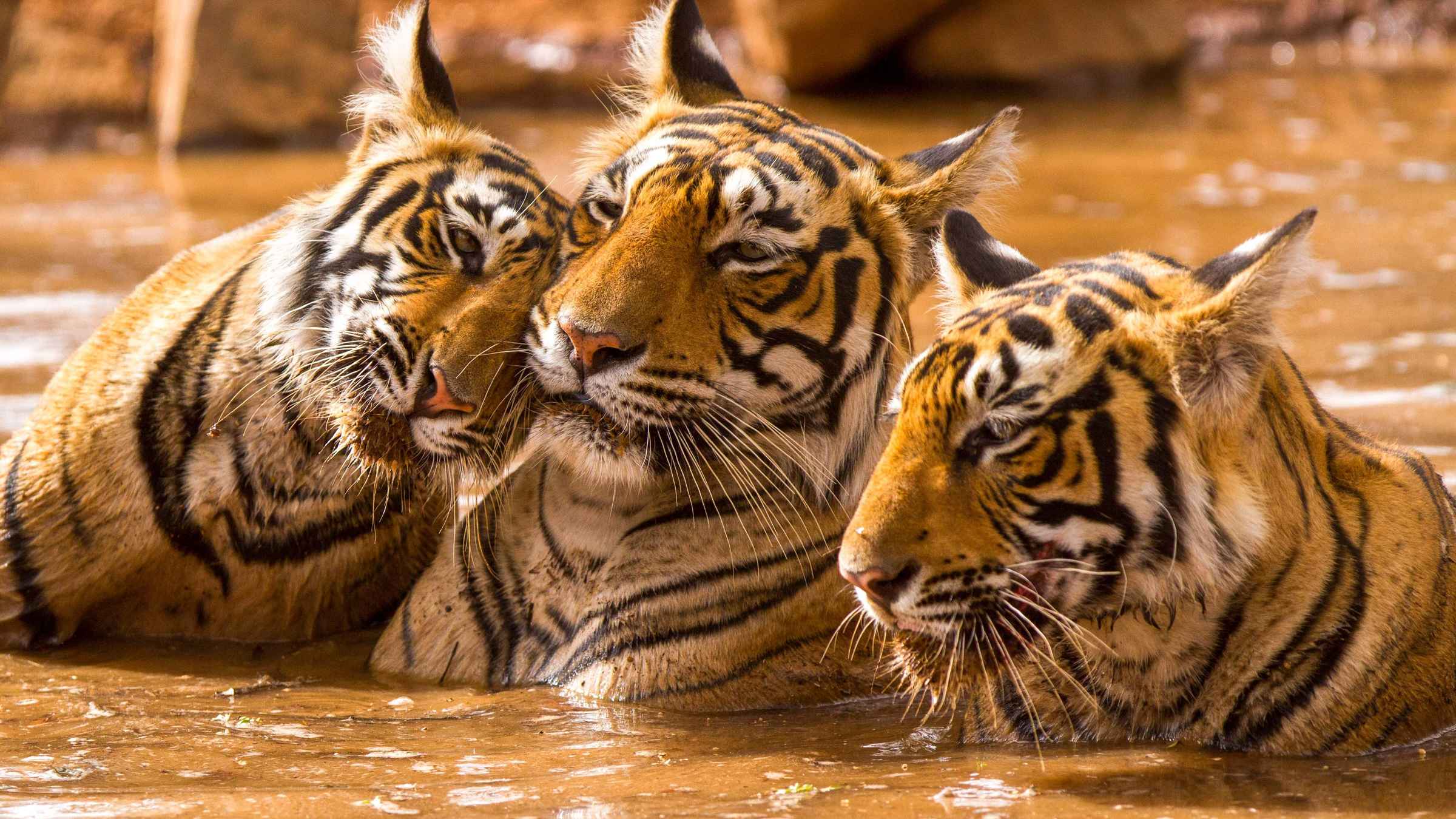 Jungle encounters!! Tiger spotting at these national parks in India