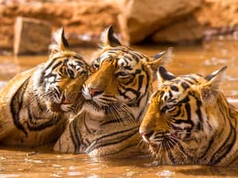 Ranthambore National Park Tours & Tickets
